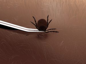 ticks and kids